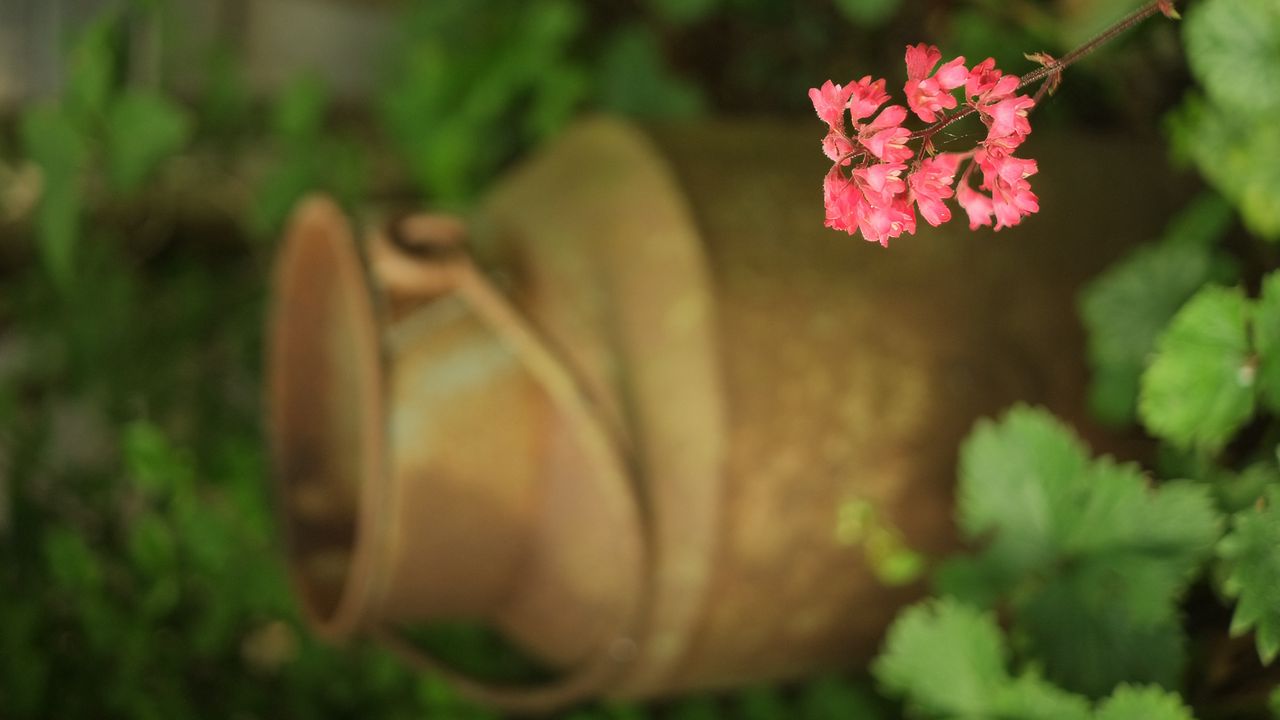 Wallpaper heuchera, flowers, inflorescence, pink, blur