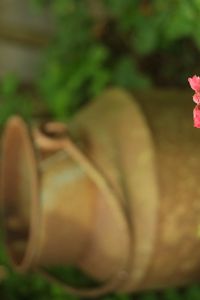 Preview wallpaper heuchera, flowers, inflorescence, pink, blur