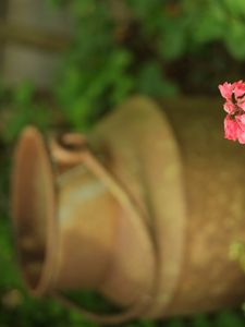 Preview wallpaper heuchera, flowers, inflorescence, pink, blur