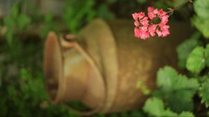 Preview wallpaper heuchera, flowers, inflorescence, pink, blur