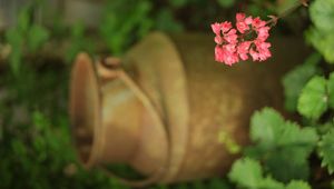 Preview wallpaper heuchera, flowers, inflorescence, pink, blur