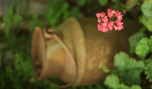 Preview wallpaper heuchera, flowers, inflorescence, pink, blur