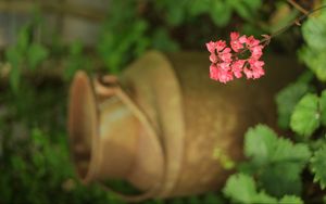 Preview wallpaper heuchera, flowers, inflorescence, pink, blur