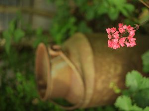 Preview wallpaper heuchera, flowers, inflorescence, pink, blur