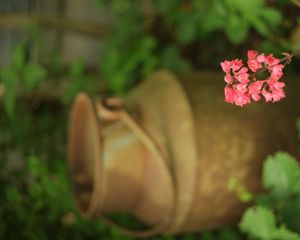 Preview wallpaper heuchera, flowers, inflorescence, pink, blur