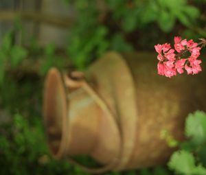 Preview wallpaper heuchera, flowers, inflorescence, pink, blur