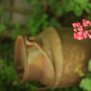 Preview wallpaper heuchera, flowers, inflorescence, pink, blur