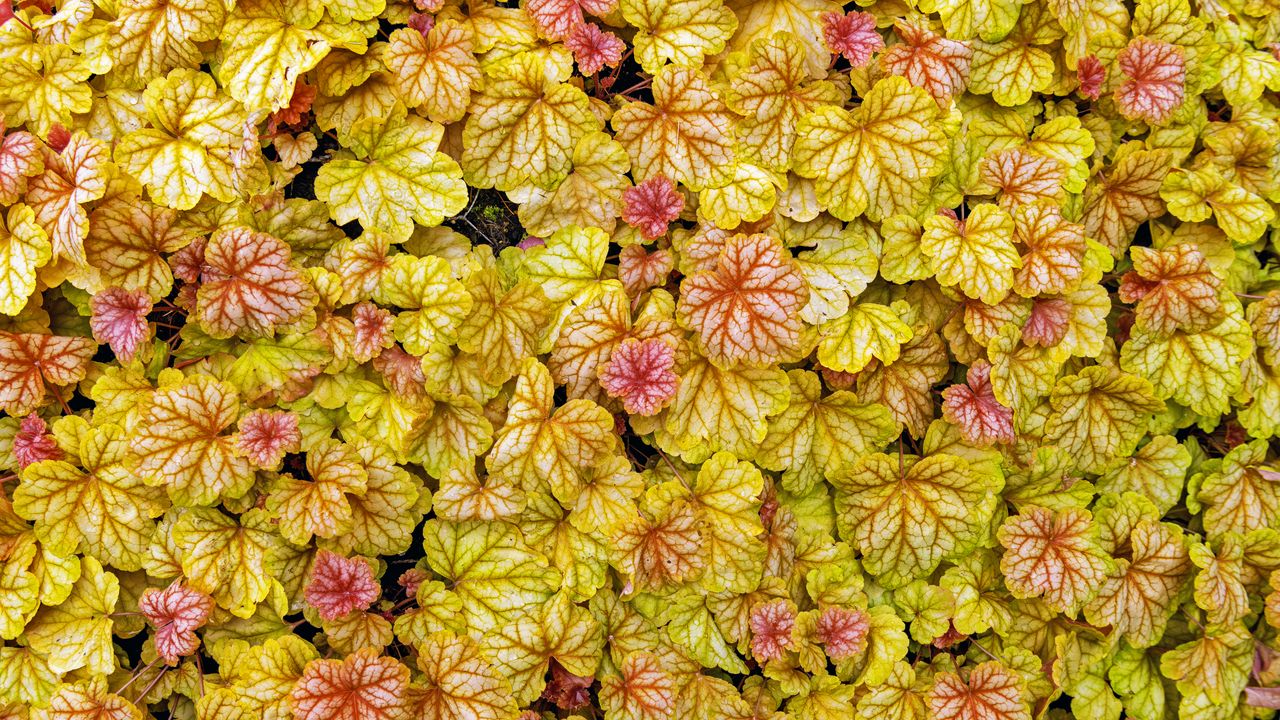 Wallpaper heuchera, leaves, plants, yellow