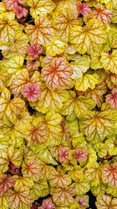 Preview wallpaper heuchera, leaves, plants, yellow