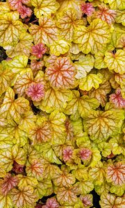 Preview wallpaper heuchera, leaves, plants, yellow