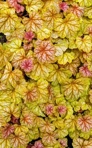 Preview wallpaper heuchera, leaves, plants, yellow