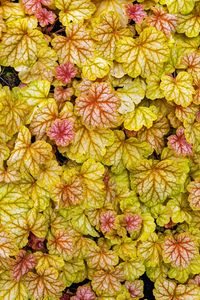 Preview wallpaper heuchera, leaves, plants, yellow