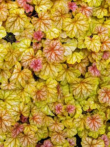 Preview wallpaper heuchera, leaves, plants, yellow
