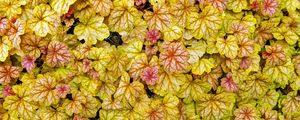 Preview wallpaper heuchera, leaves, plants, yellow