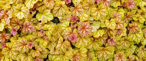Preview wallpaper heuchera, leaves, plants, yellow