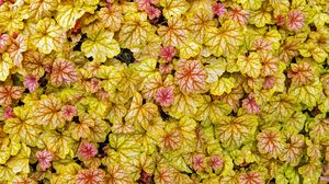 Preview wallpaper heuchera, leaves, plants, yellow