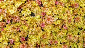 Preview wallpaper heuchera, leaves, plants, yellow