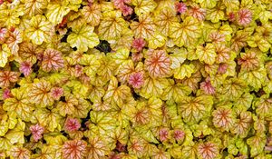 Preview wallpaper heuchera, leaves, plants, yellow