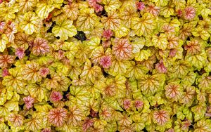 Preview wallpaper heuchera, leaves, plants, yellow