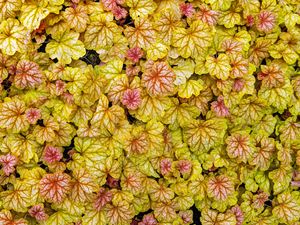 Preview wallpaper heuchera, leaves, plants, yellow