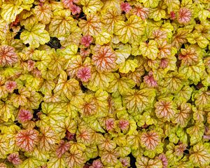 Preview wallpaper heuchera, leaves, plants, yellow