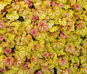 Preview wallpaper heuchera, leaves, plants, yellow
