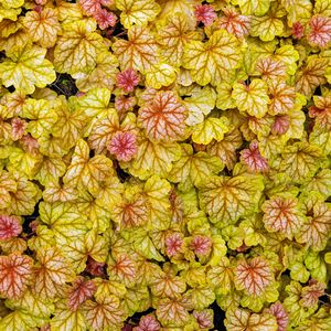 Preview wallpaper heuchera, leaves, plants, yellow