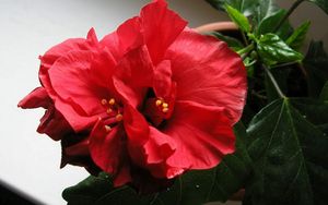 Preview wallpaper hibiscus, blooms, pot, leaves, herbs