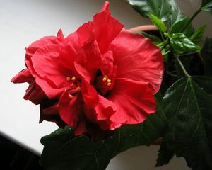 Preview wallpaper hibiscus, blooms, pot, leaves, herbs