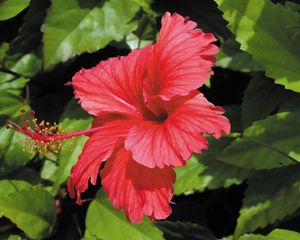 Preview wallpaper hibiscus, blossoms, branches, leaves, herbs