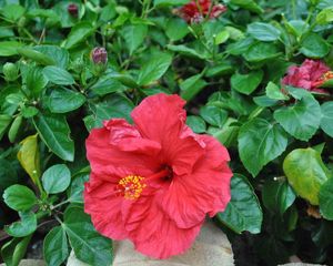 Preview wallpaper hibiscus, blossoms, buds, foliage, leaves