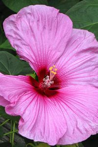 Preview wallpaper hibiscus, blossoms, herbs, leaves, close up