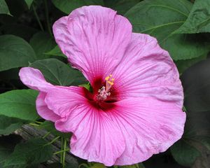 Preview wallpaper hibiscus, blossoms, herbs, leaves, close up