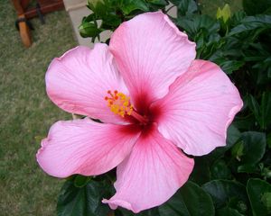 Preview wallpaper hibiscus, blossoms, herbs, pot