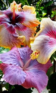 Preview wallpaper hibiscus, blossoms, leaves, stamens