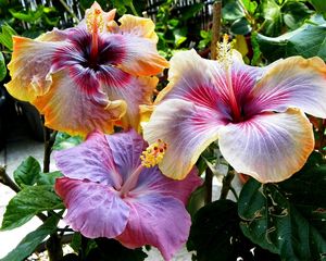 Preview wallpaper hibiscus, blossoms, leaves, stamens