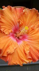 Preview wallpaper hibiscus, blossoms, orange, stamen, close-up