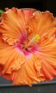 Preview wallpaper hibiscus, blossoms, orange, stamen, close-up