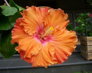 Preview wallpaper hibiscus, blossoms, orange, stamen, close-up