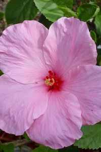 Preview wallpaper hibiscus, blossoms, petals, herbs