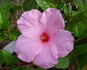 Preview wallpaper hibiscus, blossoms, petals, herbs