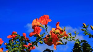 Preview wallpaper hibiscus, blossoms, sky, branch, blue