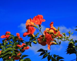 Preview wallpaper hibiscus, blossoms, sky, branch, blue