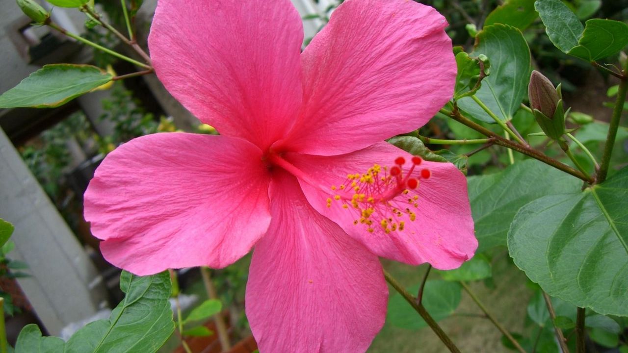 Wallpaper hibiscus, blossoms, stamen, branch hd, picture, image