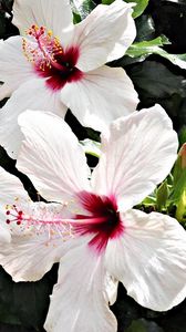 Preview wallpaper hibiscus, blossoms, stamens, green, close-up