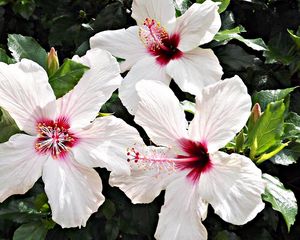 Preview wallpaper hibiscus, blossoms, stamens, green, close-up