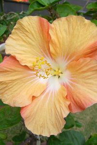 Preview wallpaper hibiscus, blossoms, two-color, branches, leaves