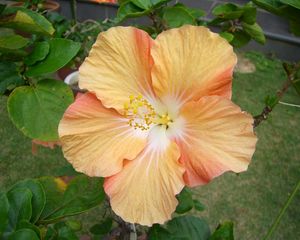 Preview wallpaper hibiscus, blossoms, two-color, branches, leaves