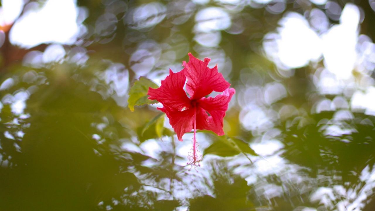 Wallpaper hibiscus, blossoms, water, reflections