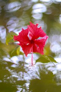 Preview wallpaper hibiscus, blossoms, water, reflections